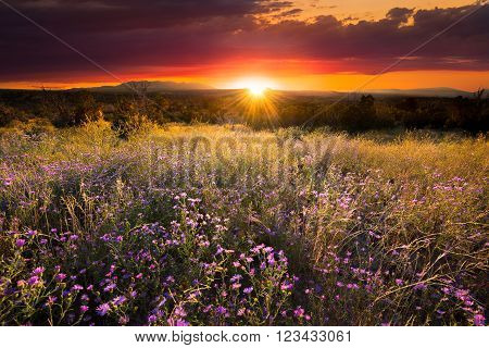 Purple asters painted by golden sunset light at Bandelier National Monument, NM