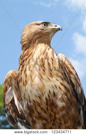 Close up of an Eagle on the sky