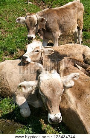 Group of calves on the Swiss alps