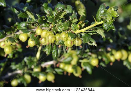 Ripe culinary European Gooseberry fruits on a bush. Soft fruit variety Invictor scientific name Ribes Uva-crispa.