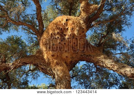 Big Nest. Namibia