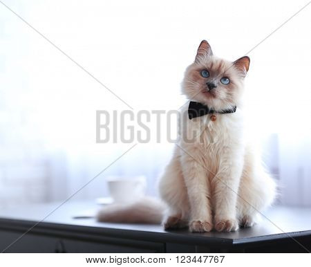 Color-point cat with bow tie sitting on black table in living room