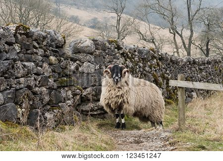 A ram on the Dales Way footpath near Kettlewell, Wharfedale, Yorkshire Dales National Park a popular location for walkers on the Dales Way footpath.