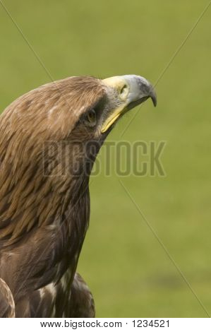 Eagle Looking For Prey