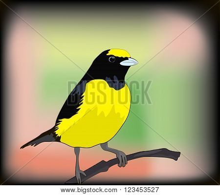 small yellow bird illustration tree canaria wild tropical