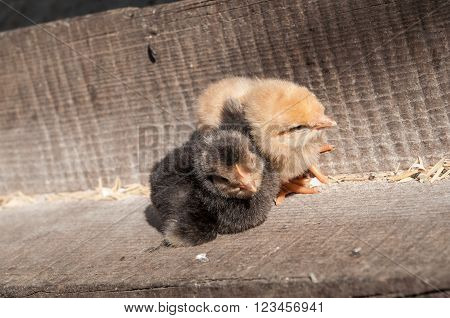 Two Cure Yellow And Black Little Chicken On A Farm, Standing On Wood At The Sun