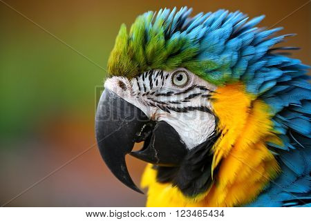 Portrait of beautiful colorful parrot on blur background