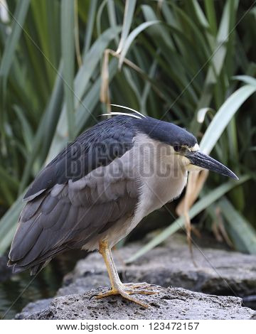 A young Black-crowned Night Heron waiting in the reeds for breakfast to be served.
** Note: Visible grain at 100%, best at smaller sizes