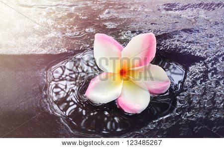 Beautiful single flower plumeria or frangipani on waterfall rock in dreamy feeling backgrpund with copy space