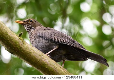 Female blackbird from below (Turdus merula). Familiar bird in the family Turdidae perched on branch showing specked belly and orange beak