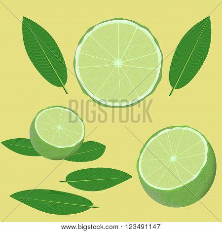 green lime and leaves vector illustration elements