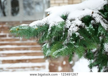 Fir tree covered with snow in park beside stairs