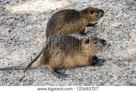 Colonia nutria farm. Nutria - a valuable agricultural industry for animal fur and meat growing