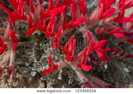 Scarlet Locoweed blooming in the Alabama Hills, Lone Pine California.