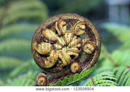Close up image of a New Zealand Tree Fern Koru