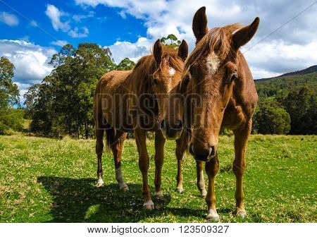 Brown horses in the meadow. Close up