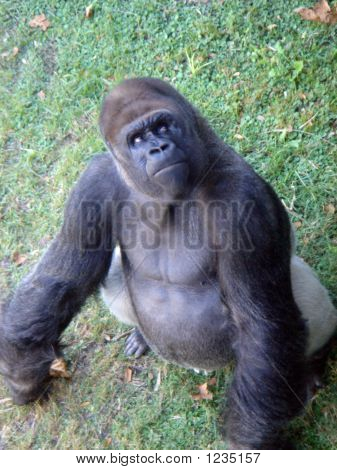 Forvirret Gorilla