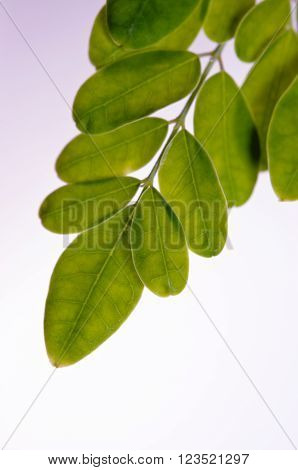 Moringa Leaves On Wooden Board Background
