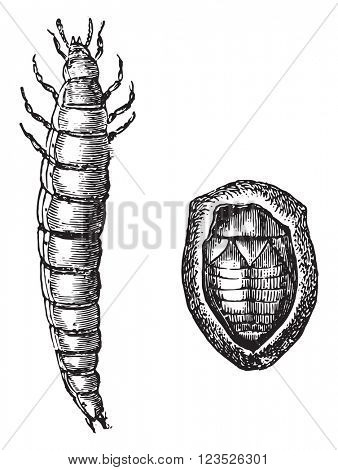 Golden beetle larva and Nymph golden rose chafer, vintage engraved illustration. Magasin Pittoresque 1870.

