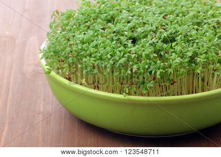 fresh eastre  Cress, cuckoo flower on white background