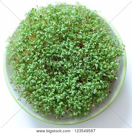 fresh eastre  Cress, cuckoo flower on white background