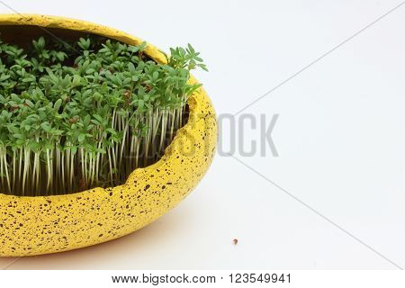 fresh eastre  Cress, cuckoo flower on white background