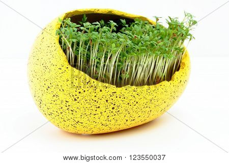 fresh eastre  Cress, cuckoo flower on white background