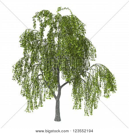 3D Illustration Green Willow On White