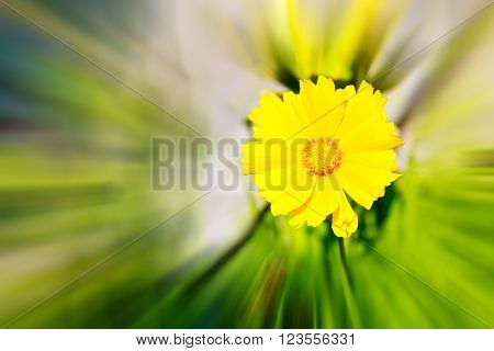 In Italy Dasy Yellow Blurred Zoom