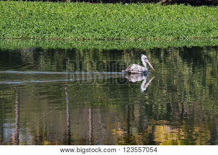Adult pelican reflected in the water as he swims in a pond