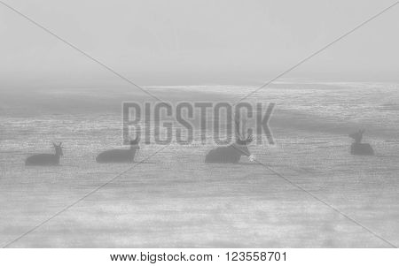 Red Deer