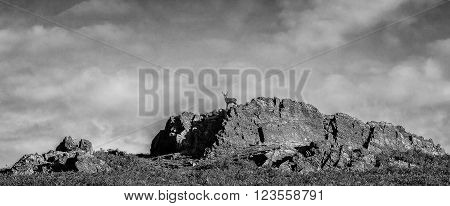 Red Deer Stage On Rock Outcrop In Bradgate Park