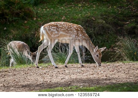 Fallow Deer Hind