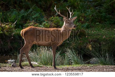 Red Deer Stag