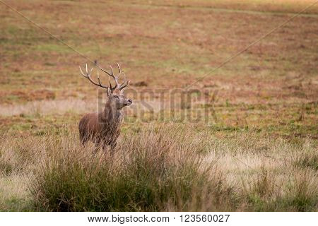 Red Deer Stag