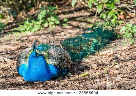Peacock resting on the ground in the sunshine
