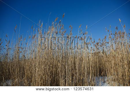Landscape spikes grass sedge dry on the background of blue sky. The grass stems in winter snow frosty morning.