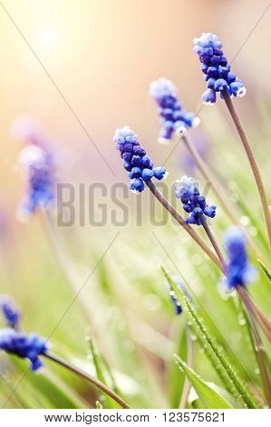 The blue blossoming muskari in dew drops since morning in the spring