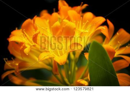 Orange Clivia Miniata flowers of lily on black background