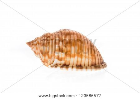 Helmet sea shell - Galeodea echinophora f. adriatica. Empty house of sea snail. Sea shell with twisted canal from Adriatic or Mediterranean Sea - Croatia Greece or Spain. Isolated on white