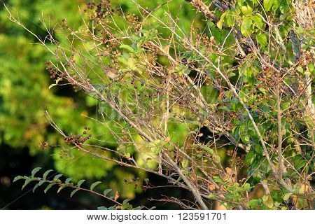 Migratory Palm Warber perched on a tree branch in Florida during winter season
** Note: Shallow depth of field