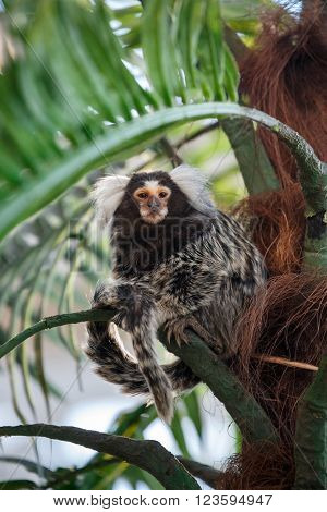 Common marmoset or Callithrix sitting on a green branch
** Note: Visible grain at 100%, best at smaller sizes