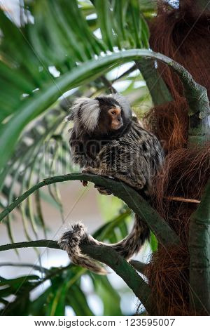 Common marmoset or Callithrix sitting on a green branch