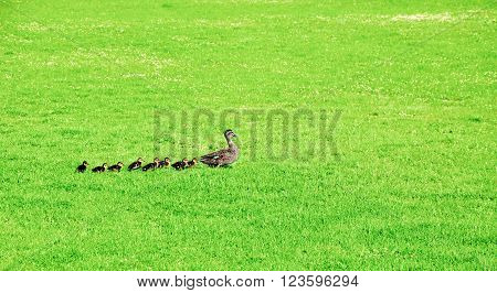 Momma duck with a straight line of baby ducklings following her across a bright green grass lawn.