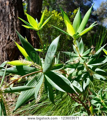 Spiky tropical green leaves of star-shaped plant in a nature setting.