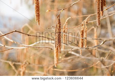 Birch catkins on a branch closeup spring. Birch bud (Alnus Alder Betula Betulaceae) on a nature background