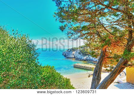 pine tree in Cala Dragunara in Sardinia