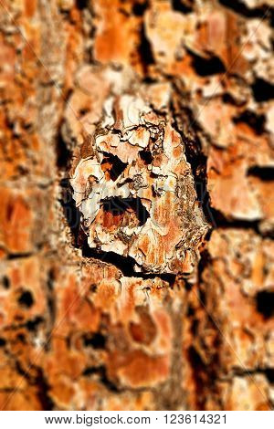 Barck In The Abstract Close Up Of A Tree Color And Texture