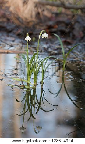 Two plants spring snowflake with reflection growing in the swamp in nature reserve.