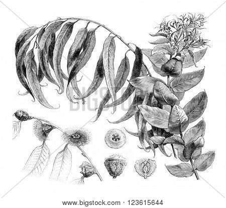 Details Eucalyptus globulus, vintage engraved illustration. Magasin Pittoresque 1880.